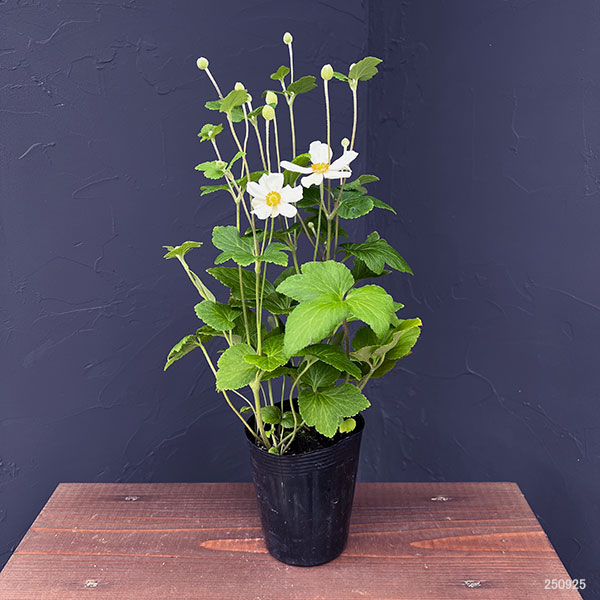 シュウメイギク（秋明菊）：白花一重3.5号ポット