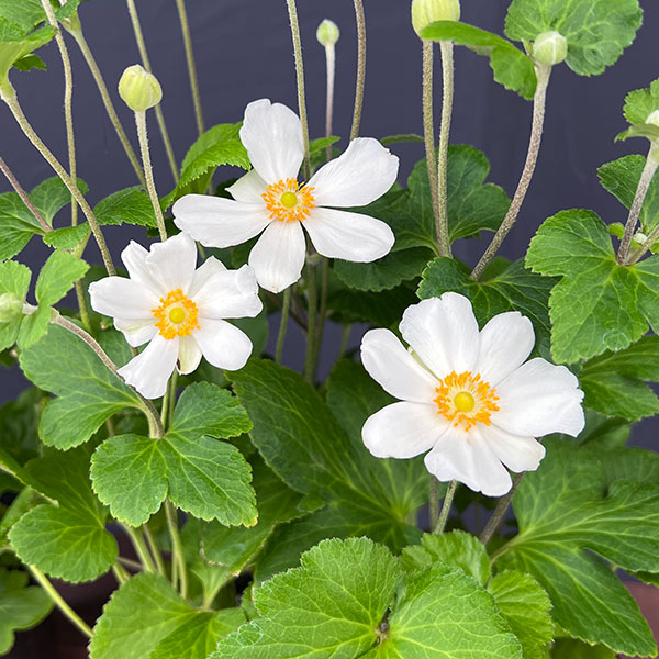 シュウメイギク（秋明菊）：白花一重3.5号ポット