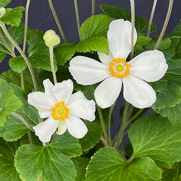 シュウメイギク（秋明菊）：白花一重3.5号ポット