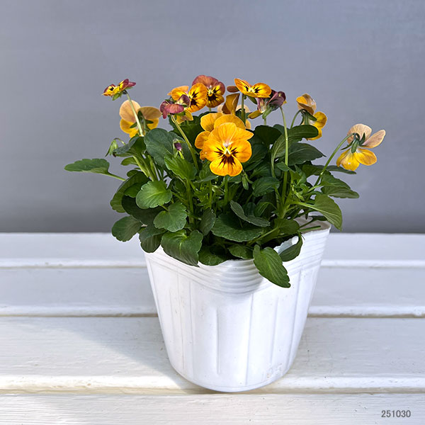 ビオラ:コリーナ テラコッタ 3-3.5号ポット