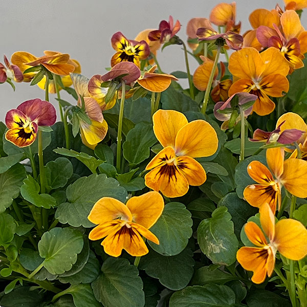 ビオラ:コリーナ テラコッタ 3-3.5号ポット