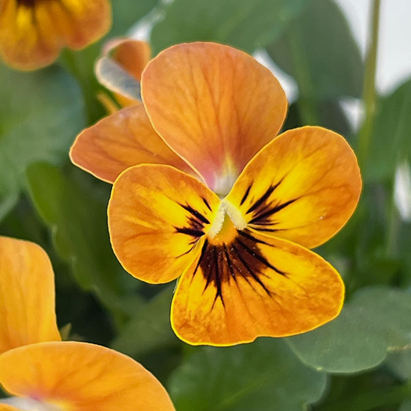 ビオラ:コリーナ テラコッタ 3-3.5号ポット