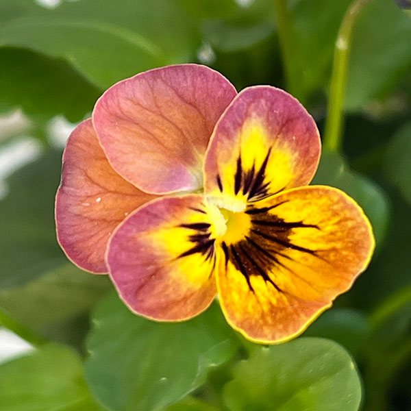 ビオラ:コリーナ テラコッタ 3-3.5号ポット