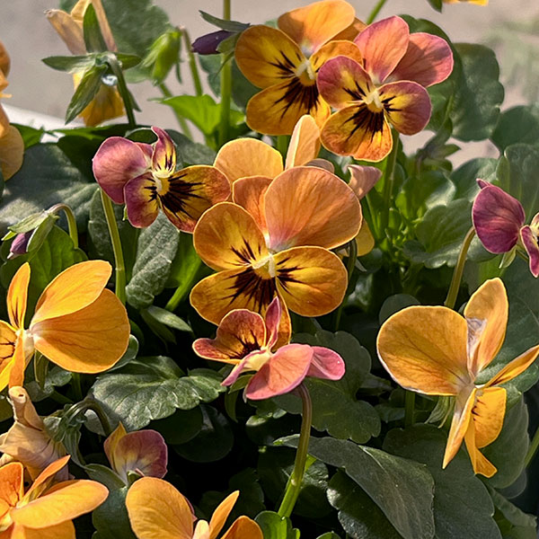 ビオラ:コリーナ テラコッタ 3-3.5号ポット