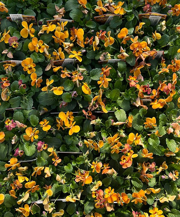 ビオラ:コリーナ テラコッタ 3-3.5号ポット