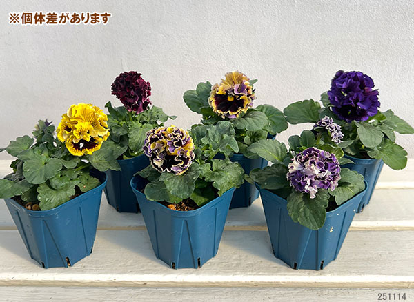 【お1人様3ポットまで】パンジー(フリル咲き):ドラキュラ(花色いろいろ)3.5号ポット
