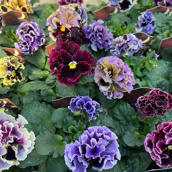 【お1人様3ポットまで】パンジー(フリル咲き):ドラキュラ(花色いろいろ)3.5号ポット