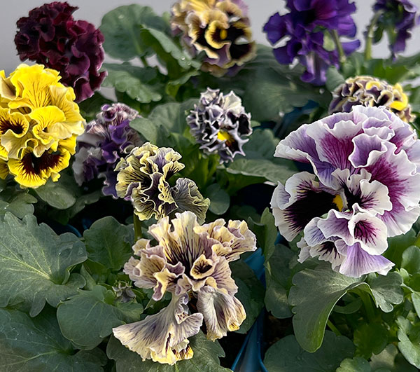 【お1人様3ポットまで】パンジー(フリル咲き):ドラキュラ(花色いろいろ)3.5号ポット