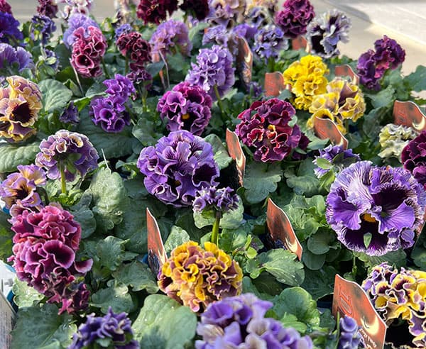 【お1人様3ポットまで】パンジー(フリル咲き):ドラキュラ(花色いろいろ)3.5号ポット