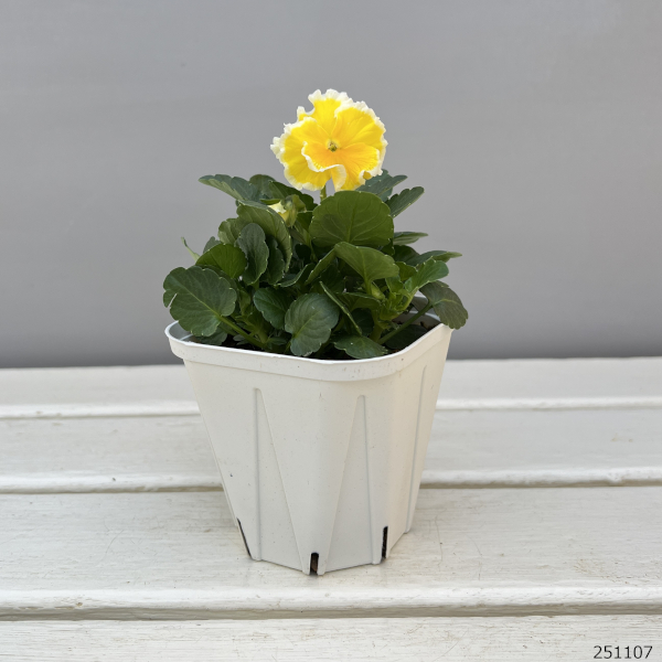 ビオラ:エッグタルト3.5号ポット