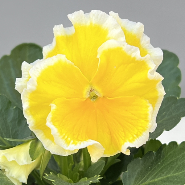 ビオラ:エッグタルト3.5号ポット