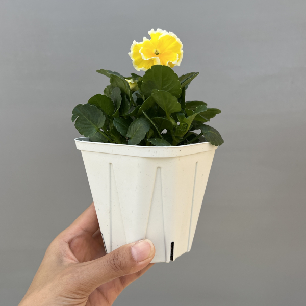 ビオラ:エッグタルト3.5号ポット