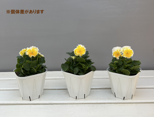 ビオラ:エッグタルト3.5号ポット