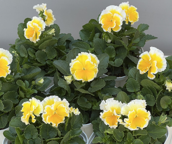 ビオラ:エッグタルト3.5号ポット