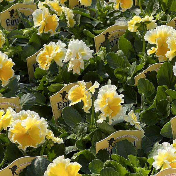 ビオラ:エッグタルト3.5号ポット