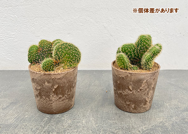 サボテン:アケルシア(綴化)3号ポット