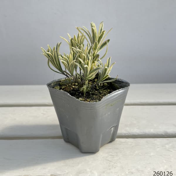 イングリッシュラベンダー：プラチナブロンド3ー3.5号ポット