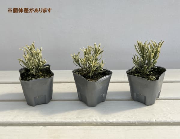 イングリッシュラベンダー：プラチナブロンド3ー3.5号ポット