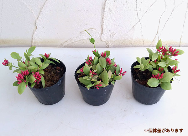 ディスキディア：カンガルーポケット2.5号ポット貯水嚢無し・花付き