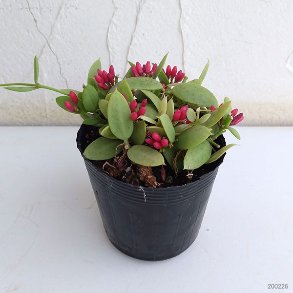 ディスキディア：カンガルーポケット2.5号ポット貯水嚢無し・花付き