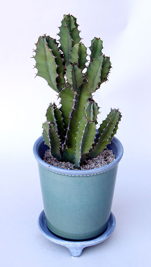 グレーズポット:GP-15 ヒスイ(直径15cm)