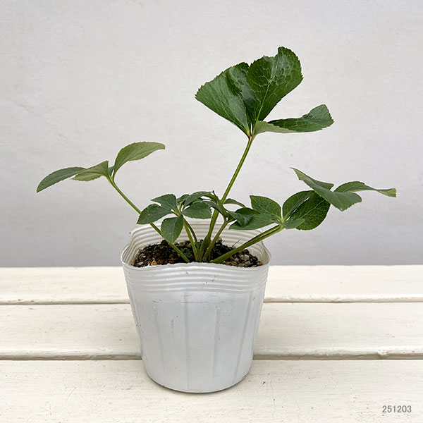 クリスマスローズ：うすぎぬ3.5号ポット