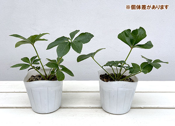 クリスマスローズ：うすぎぬ3.5号ポット