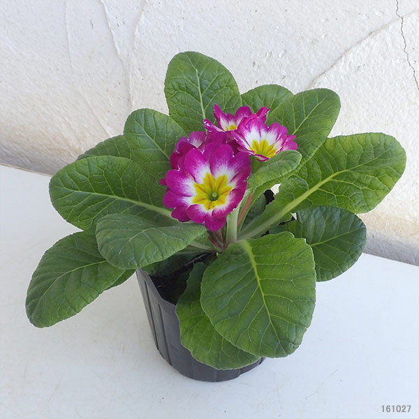 プリムラ・ジュリアン:キャンディローズバイカラー3号ポット