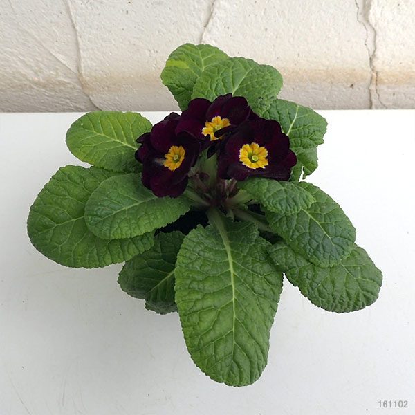 プリムラ ジュリアン:キャンディチョコレート3号ポット