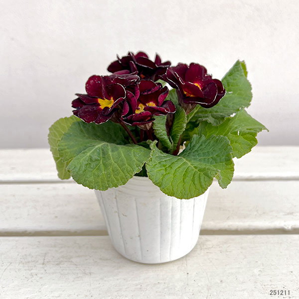 プリムラ ジュリアン:キャンディチョコレート3号ポット