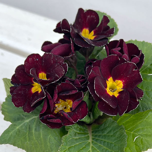 プリムラ ジュリアン:キャンディチョコレート3号ポット