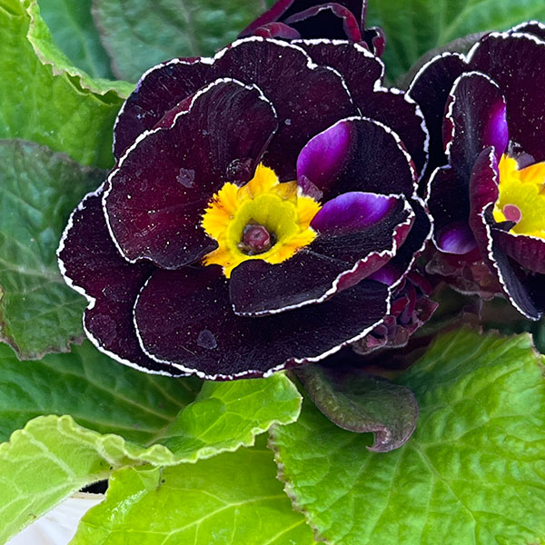 プリムラ ジュリアン:キャンディチョコレート3号ポット