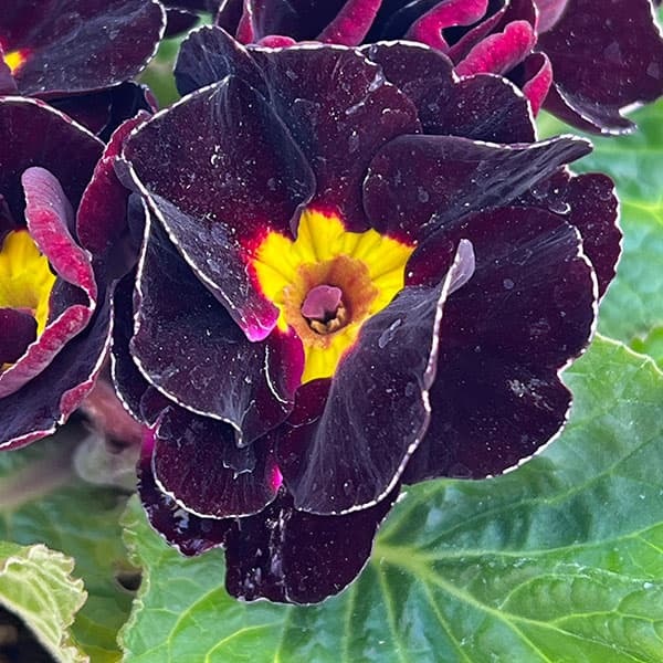 プリムラ ジュリアン:キャンディチョコレート3号ポット