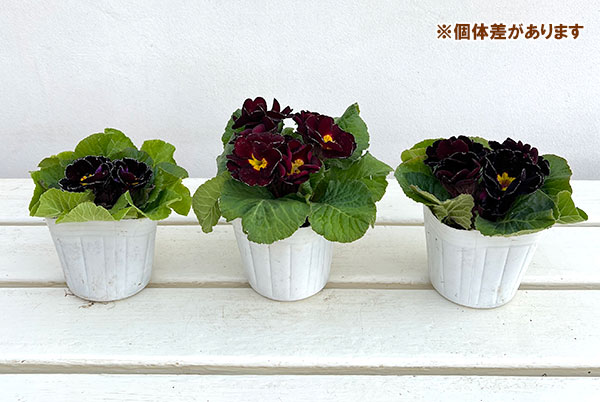 プリムラ ジュリアン:キャンディチョコレート3号ポット