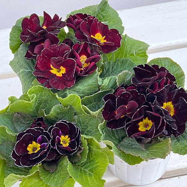 プリムラ ジュリアン:キャンディチョコレート3号ポット