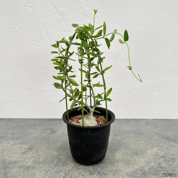 フォッケア：エデュリス 火星人　3号鉢植え**