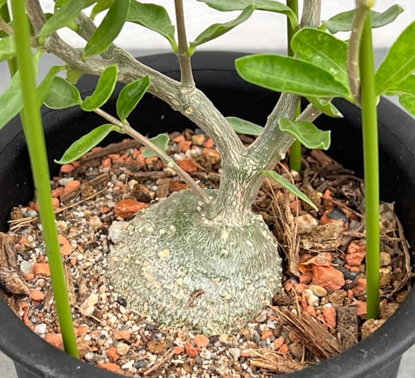 フォッケア：エデュリス 火星人　3号鉢植え**