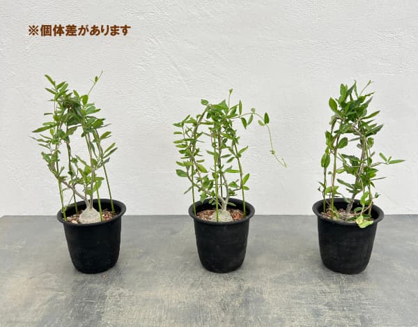 フォッケア：エデュリス 火星人　3号鉢植え**