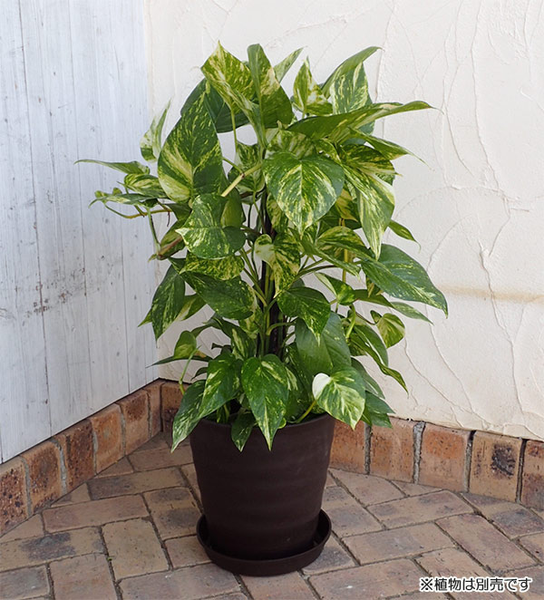 フレグラーポット：27型ダークブラウン受け皿付き