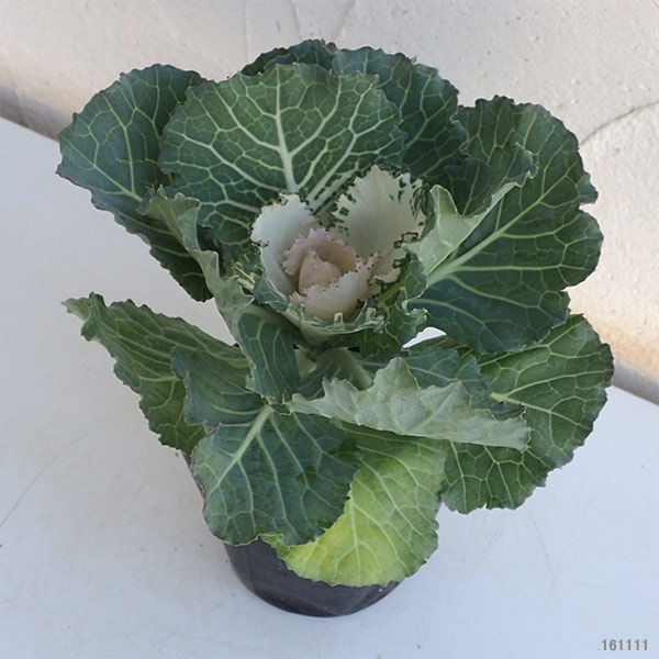 ハボタン（葉牡丹）：丸葉系白3.5号ポット 10株セット