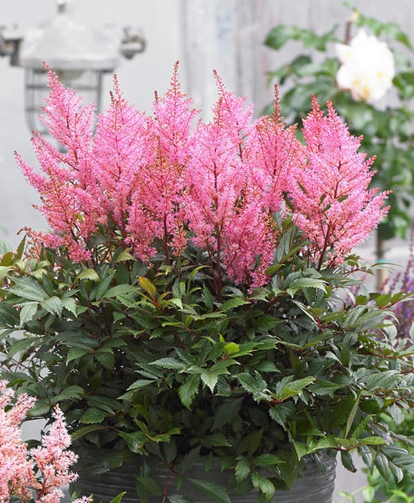 [26年4月下旬予約]アスチルベ：スマイルアットミー5号ポット