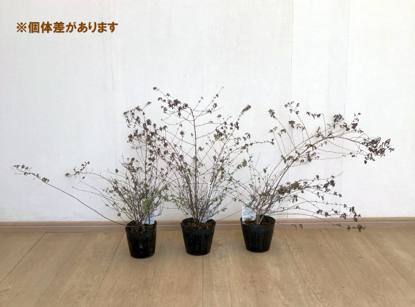 アベリア：ピンキーベルズ5号ポット