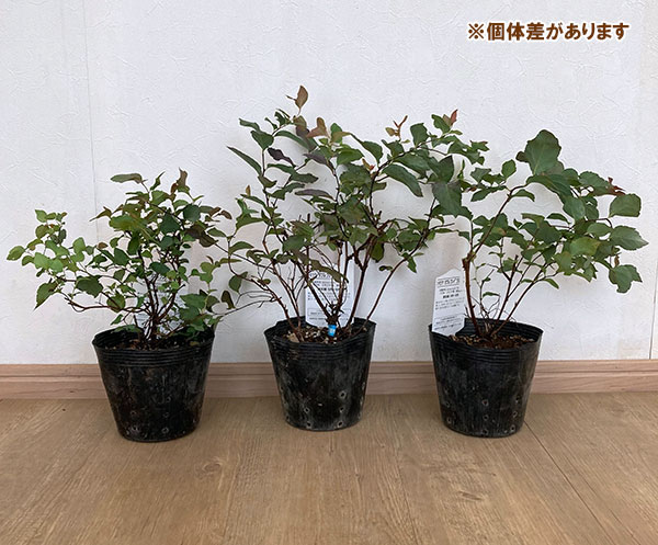 シモツケ:ダブルプレイブルーカズー5号ポット