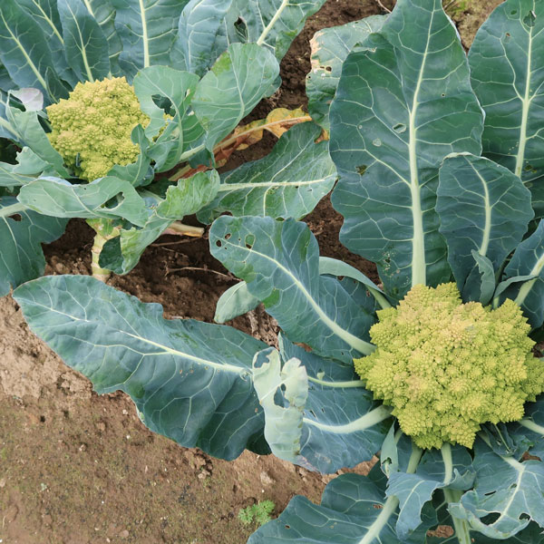 イタリア野菜:カリフラワーロマネスコの苗3-3.5号ポット