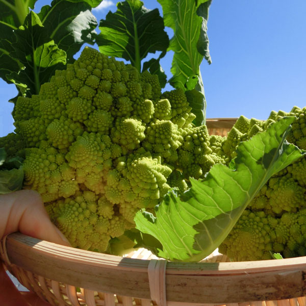 イタリア野菜:カリフラワーロマネスコの苗3-3.5号ポット
