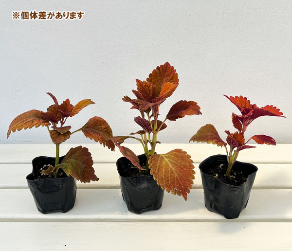 コリウス:キャンプファイヤー3号ポット