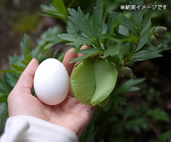 松村ナーセリーさんのクリスマスローズ：ヴェシカリウス（2年生株）26-01／3号ポット