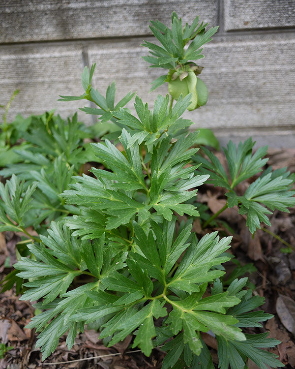 松村ナーセリーさんのクリスマスローズ：ヴェシカリウス（2年生株）26-01／3号ポット