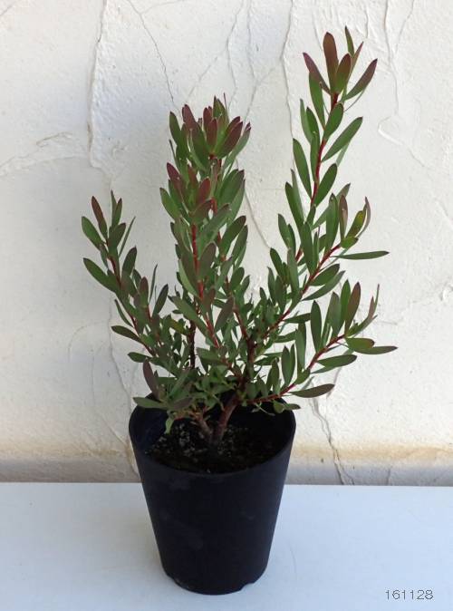 リューカデンドロン:セニョリータ5号鉢植え