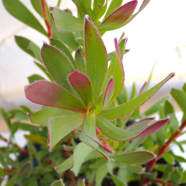 リューカデンドロン:セニョリータ5号鉢植え